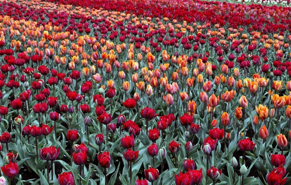 Picture field, tulips, Netherlands, Holland, Keukenhof, Garden of Europe, Lisse