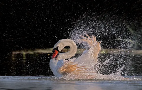 Picture water, squirt, bird, feathers, bathing, Swan