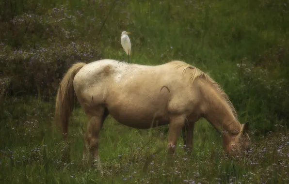 Grass, nature, horse, bird, glade, horse, blur, Heron