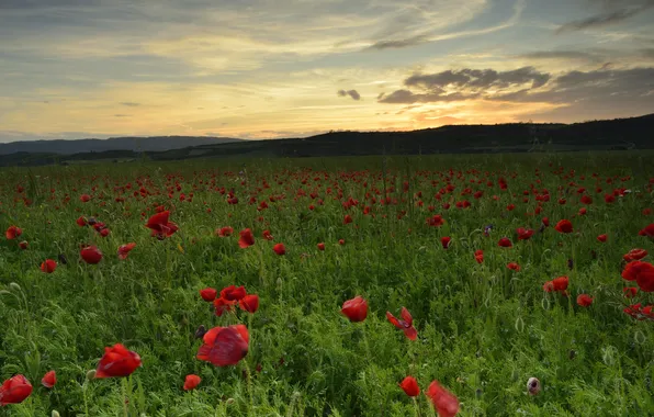 Field, summer, the sky, clouds, sunset, flowers, Maki, the evening