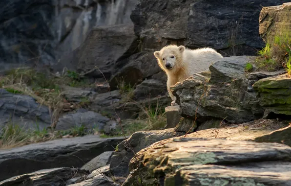 White, stones, rocks, baby, bear, polar bear, face, cub