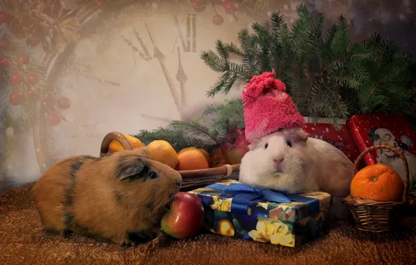 Picture animals, hat, toys, watch, spruce, gifts, tangerines, Guinea pigs
