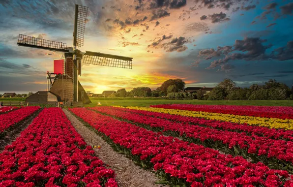 Field, sunset, flowers, mill, tulips, Netherlands, plantation
