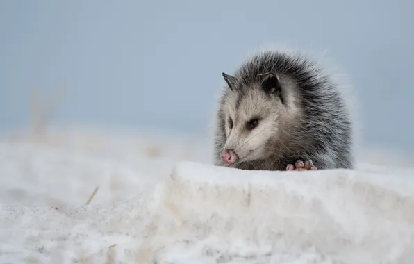 Snow, marsupials, Possum