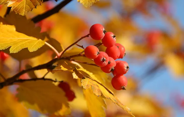 Picture autumn, leaves, yellow, red, tree, berry, Rowan