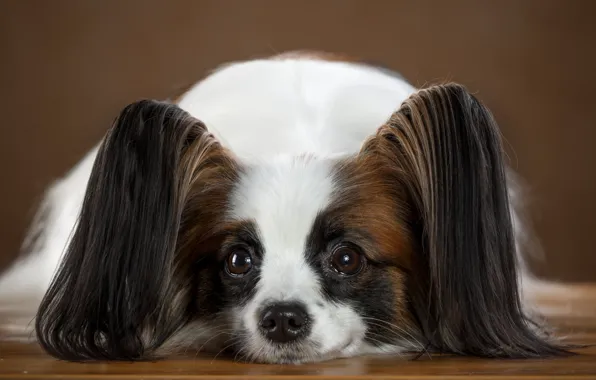 Muzzle, ears, Papillon