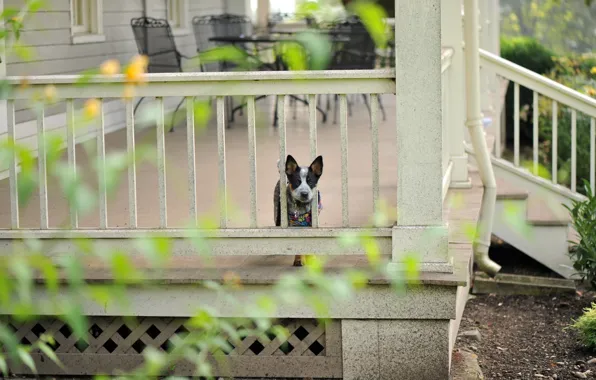 Picture house, each, dog