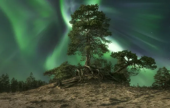Night, Northern lights, hill, pine