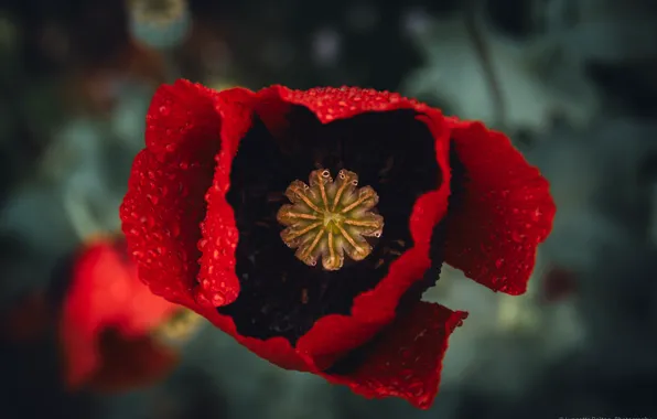 Flower, macro, red, the dark background, Mac