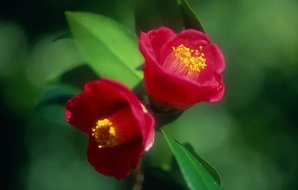 Picture leaves, flowers, nature, petals, Camellia