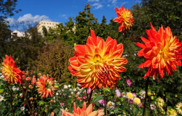 Greens, summer, flowers, bright, garden, orange, the bushes, bokeh