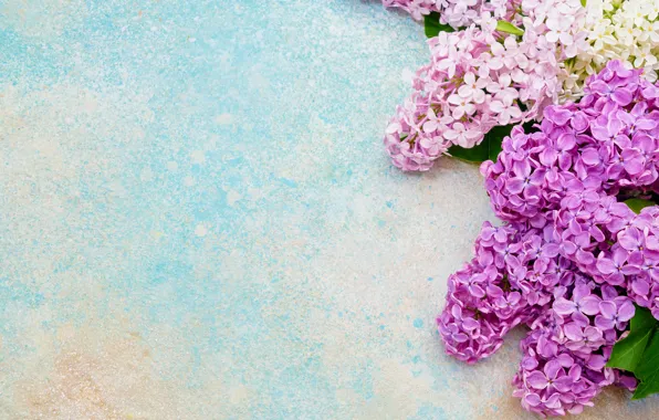 Picture flowers, branches, pink, lilac, LAIMDOTA GRIVANE