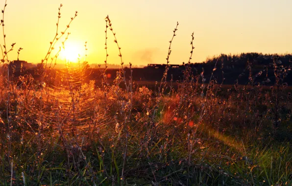 Picture grass, landscape, sunset, web, the evening