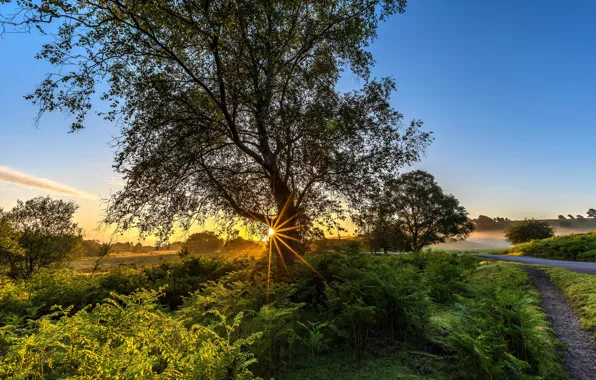 Picture road, field, the sky, grass, the sun, rays, trees, fog