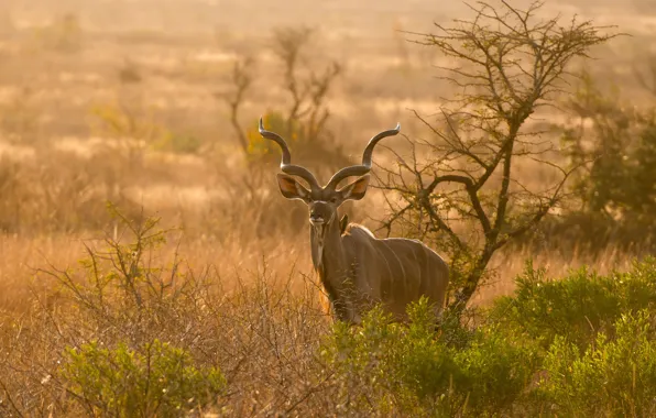 Nature, bird, antelope