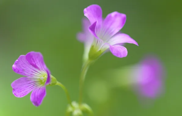 Flowers, nature, plant, petals
