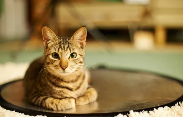 Cat, circles, room, home, lying