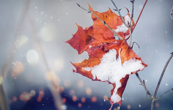 Autumn, leaves, nature