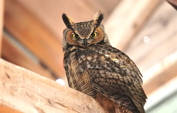 Background, owl, bird