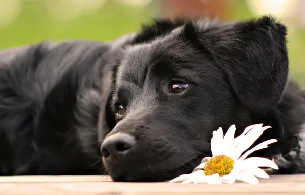 Picture Dog, Daisy, cutie