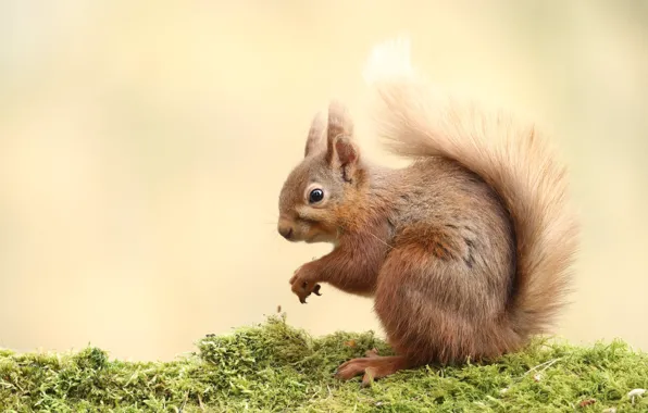 Picture look, background, moss, protein, beauty, face, squirrel