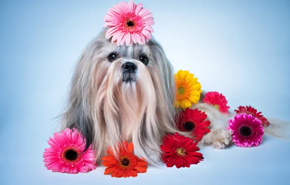 Picture flowers, dog, gerbera, dogs, gerberas, Shih Tzu