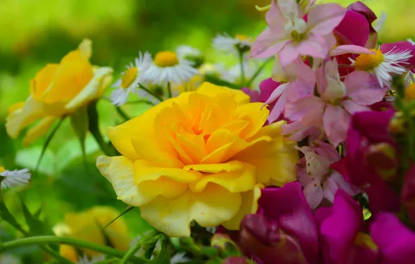 Picture Flowers, Flowers, Yellow rose, Yellow rose