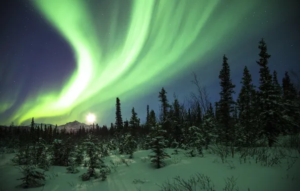 Forest, snow, mountains, night, Northern lights