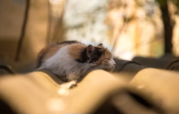 Roof, cat, tree, branch, sleep, shadow, bokeh, sunlight