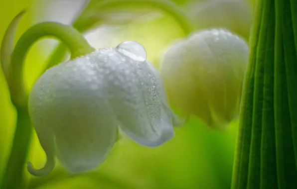Picture leaves, drops, Rosa, spring, petals, Lily of the valley