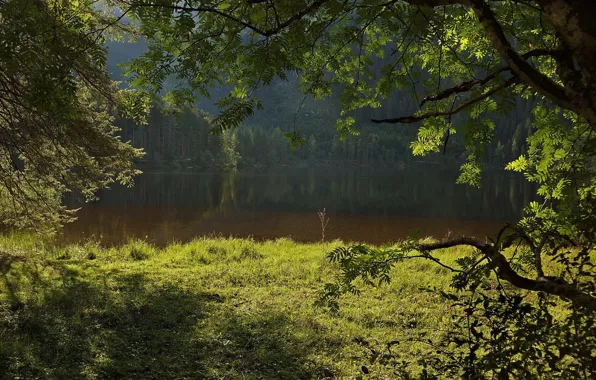 Forest, lake, silence