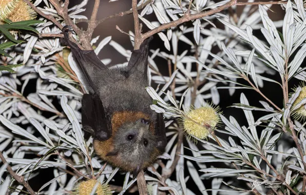 Leaves, tree, bat