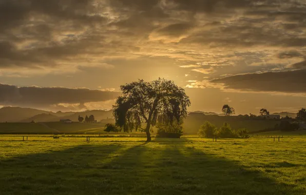 Field, trees, morning