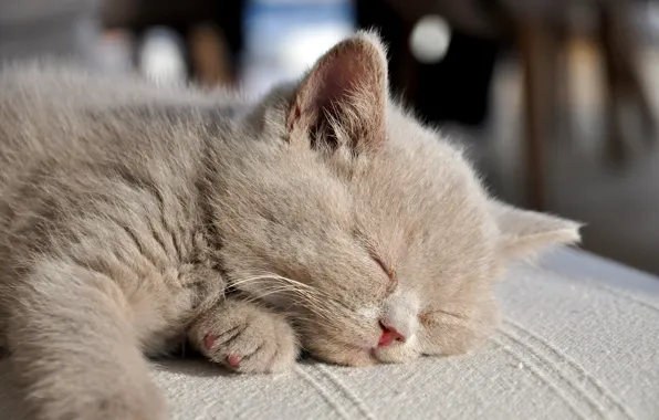 Sleeping, blurred background, fluffy cat