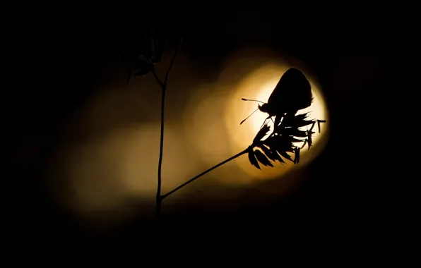 Picture light, butterfly, plant, silhouette