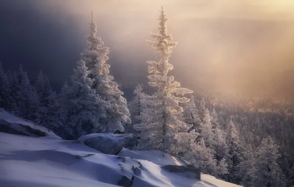 Winter, forest, snow, ate, slope, the snow, Russia, The Ural mountains