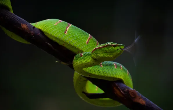 Language, look, the dark background, snake, branch, Python, green