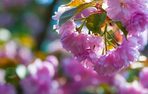 Flowering, pink flowers, Sakura, blur bokeh