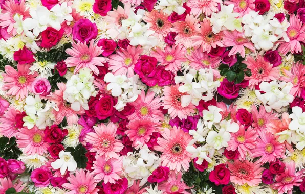 Flowers, background, roses, pink, buds, chrysanthemum, pink, flowers