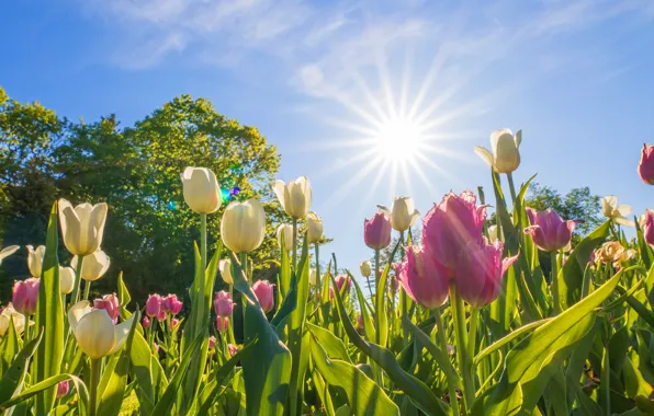 The sky, the sun, light, flowers, blue, spring, garden, tulips