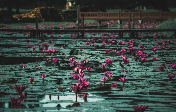 Picture water lilies, Lily, water