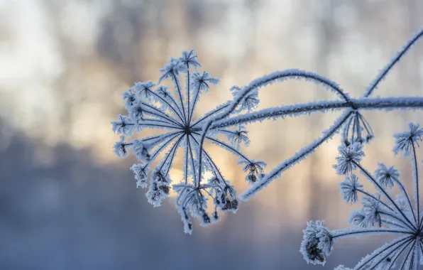 Winter, snow, frost