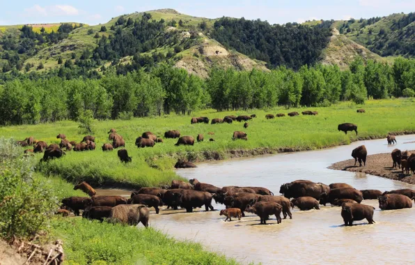 Picture usa, animal, wildlife, American bison, crossing a river
