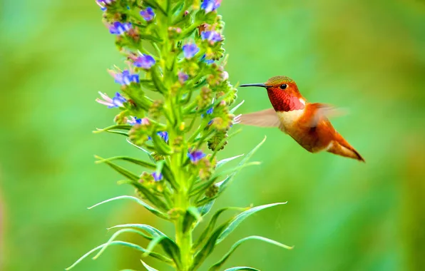 Flower, nature, bird, beak, Hummingbird