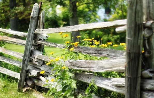 Summer, flowers, the fence