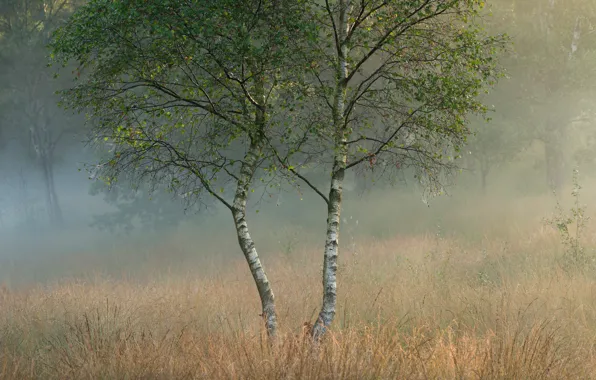 Picture trees, fog, glade