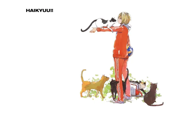 Cat, the ball, white background, guy, bag, sports uniforms, haikyuu!!, Volleyball!