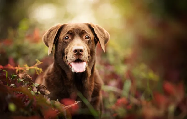 Look, face, portrait, dog, bokeh, Labrador Retriever