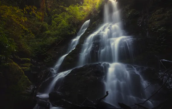 Forest, summer, water, landscape, branches, nature, rock, stones