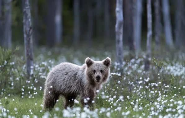 Picture summer, nature, bear, bear